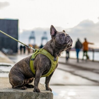 DOG Copenhagen Comfort Walk Go šuns petnešos žalios 4