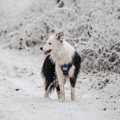 Julius-K9 IDC Longwalk petnešos šunims mėlynos 3