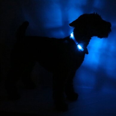 LEUCHTIE Premium Easy Charge šviečiantis antkaklis šunims mėlynas 2